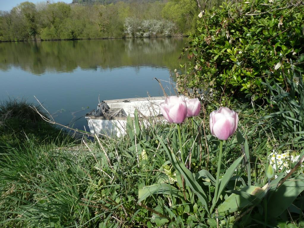 tulipe sur seine