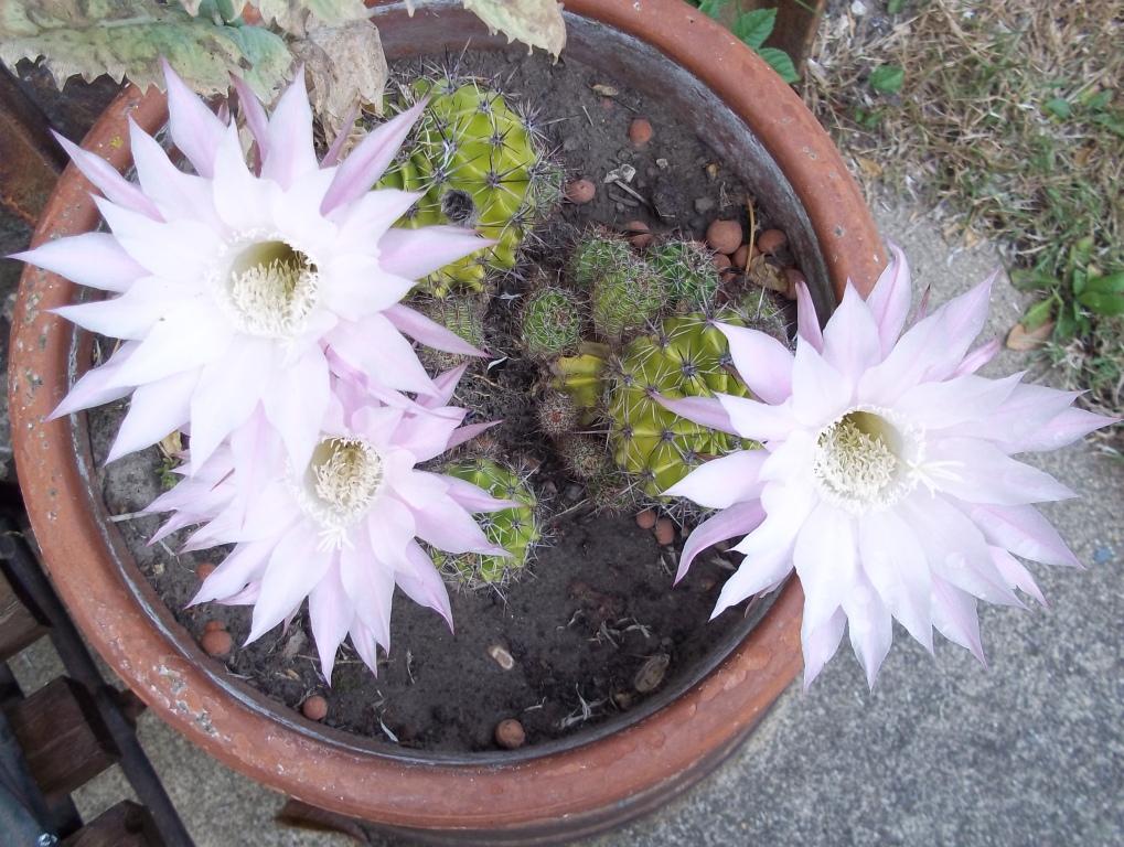Belle Normandie. Fleurs de cactus