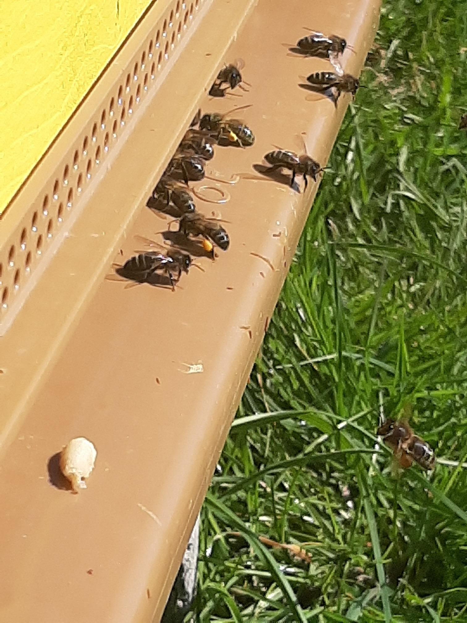 le solei favorise l'activité des abeilles
