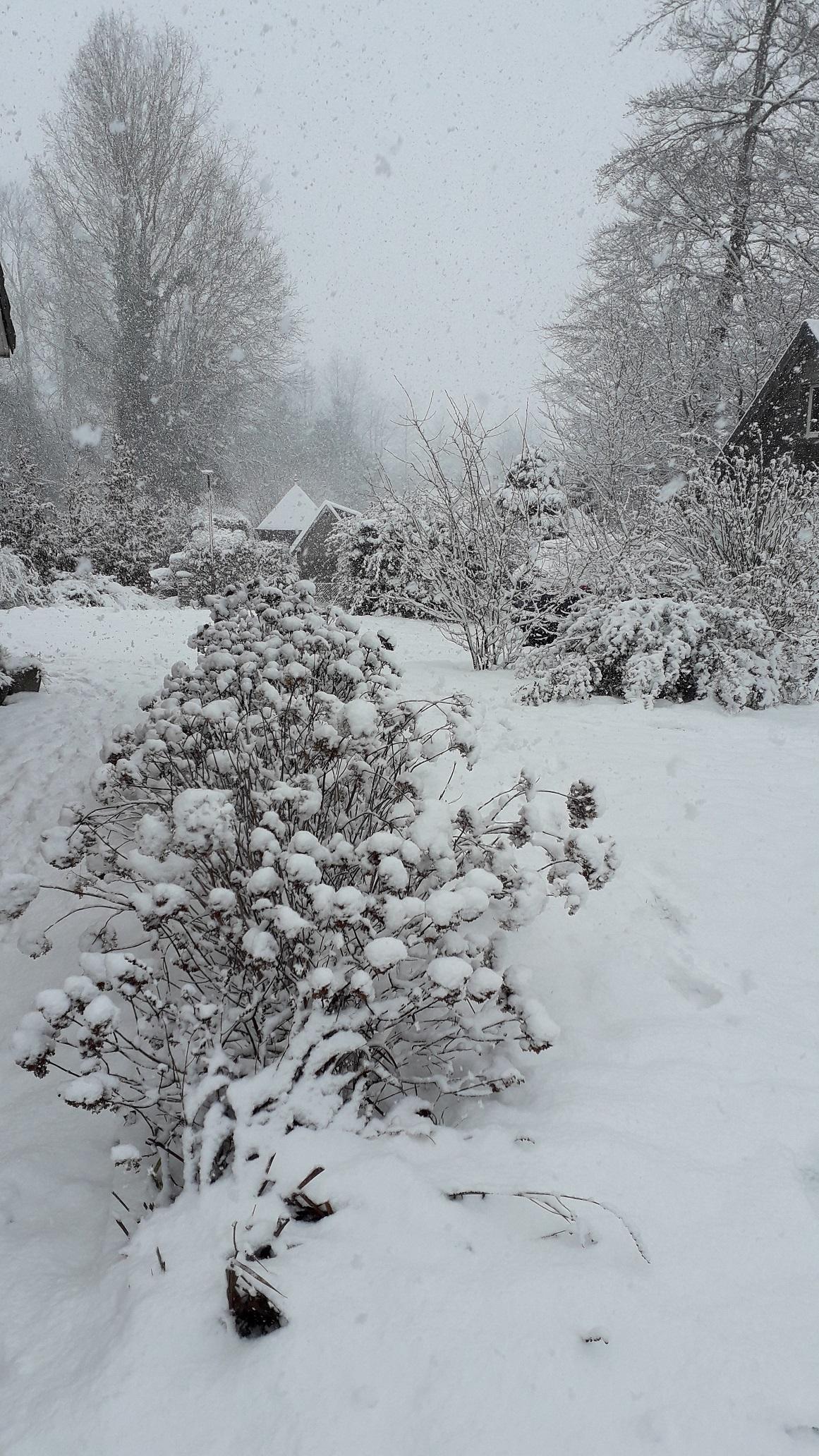 Hortensias sous la neige du 25 janvier
