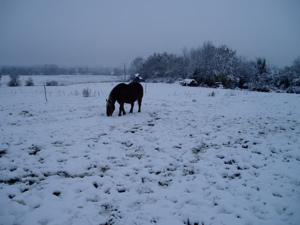 Comtois dans la neige