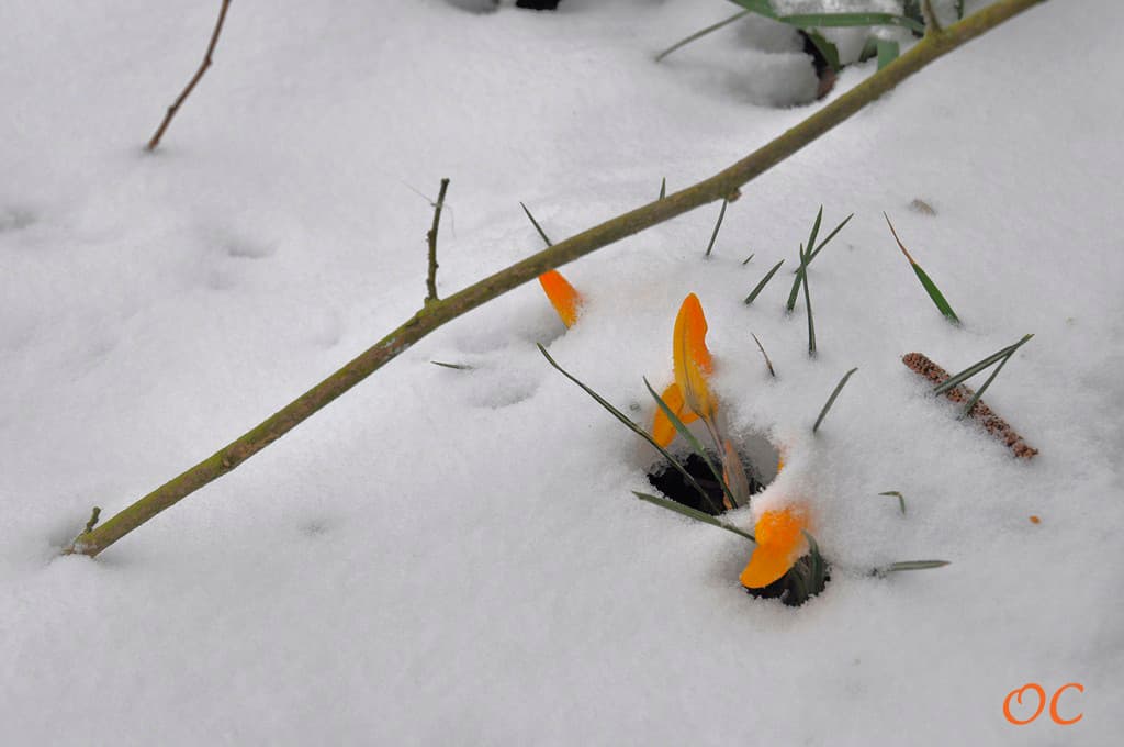Crocus