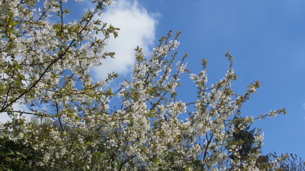 enfin le soleil Dimanche 29-04-2013