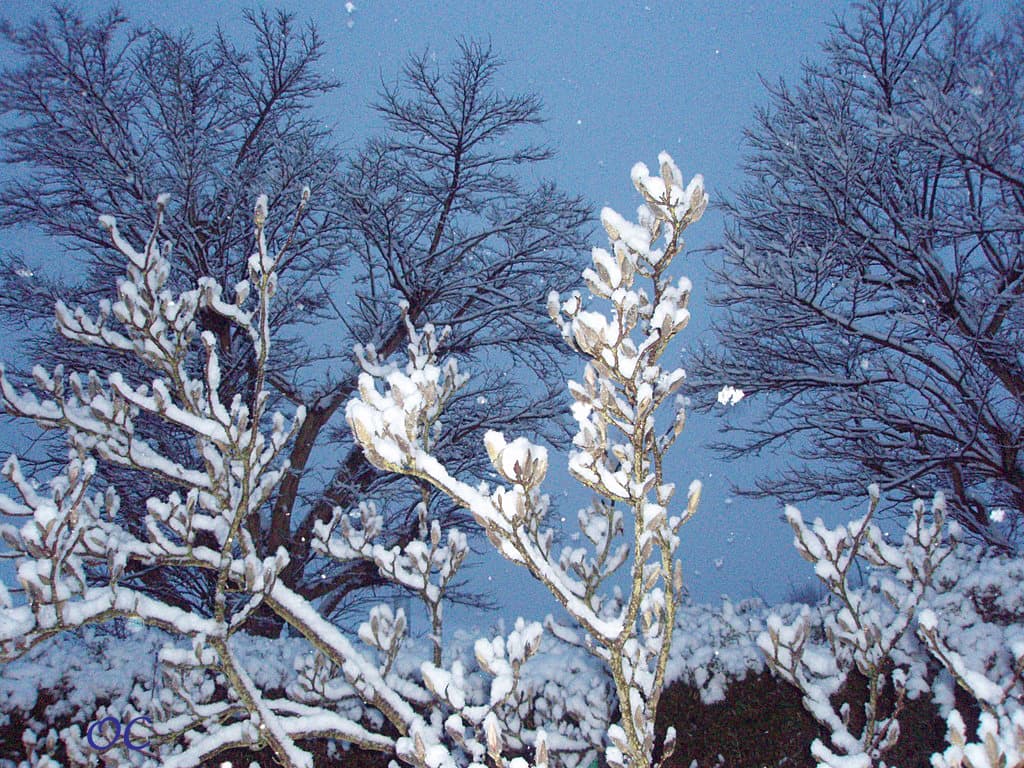 Neige, encore, et toujours?