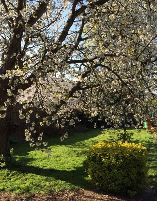 Cerisier en fleur 