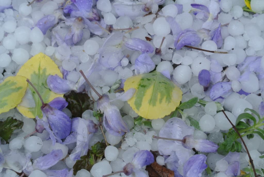 fleur de glycine et grélons
