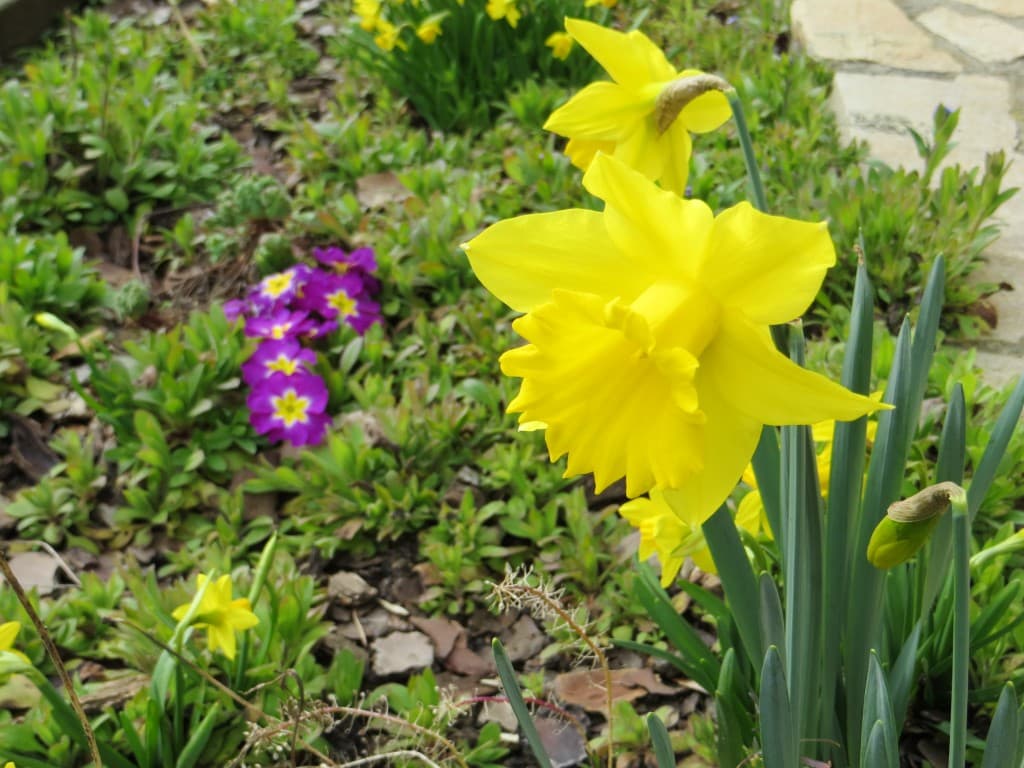 Le printemps en hiver, c'est agréable !