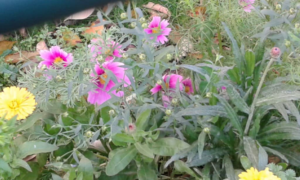 Printemps en novembre 