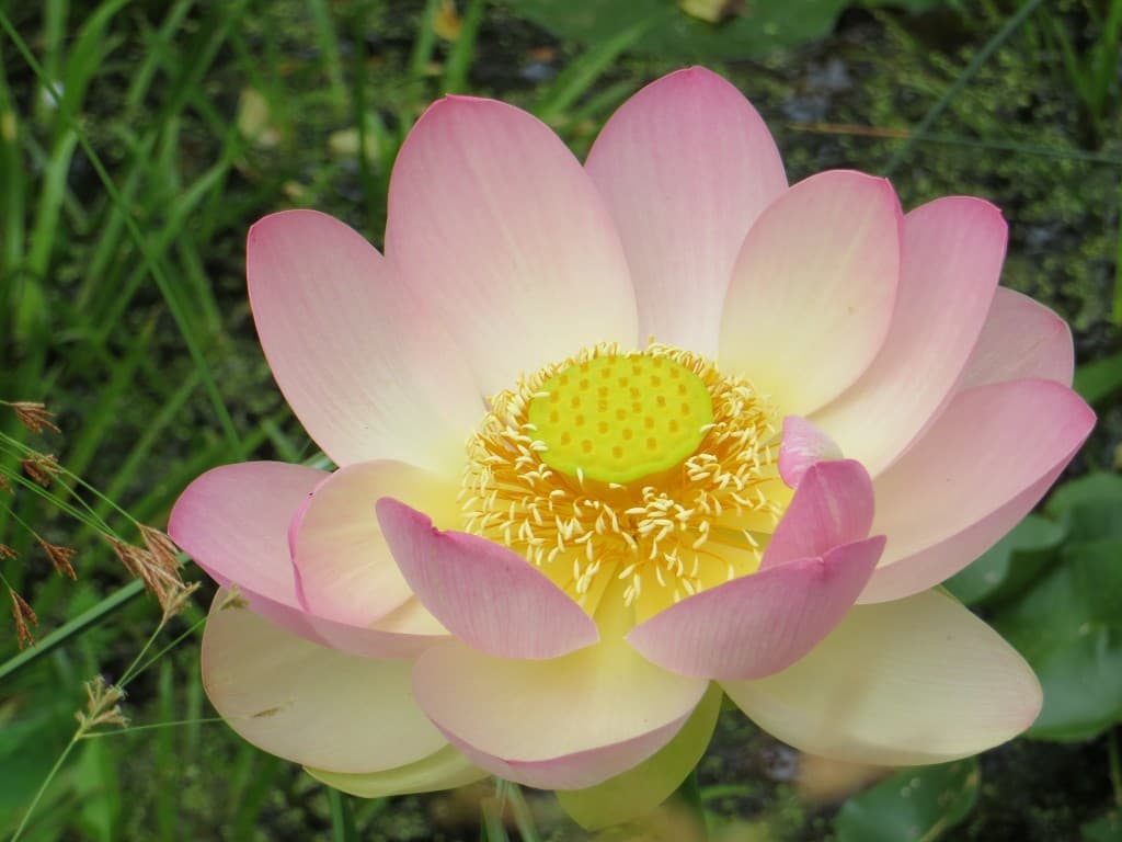 Lotus