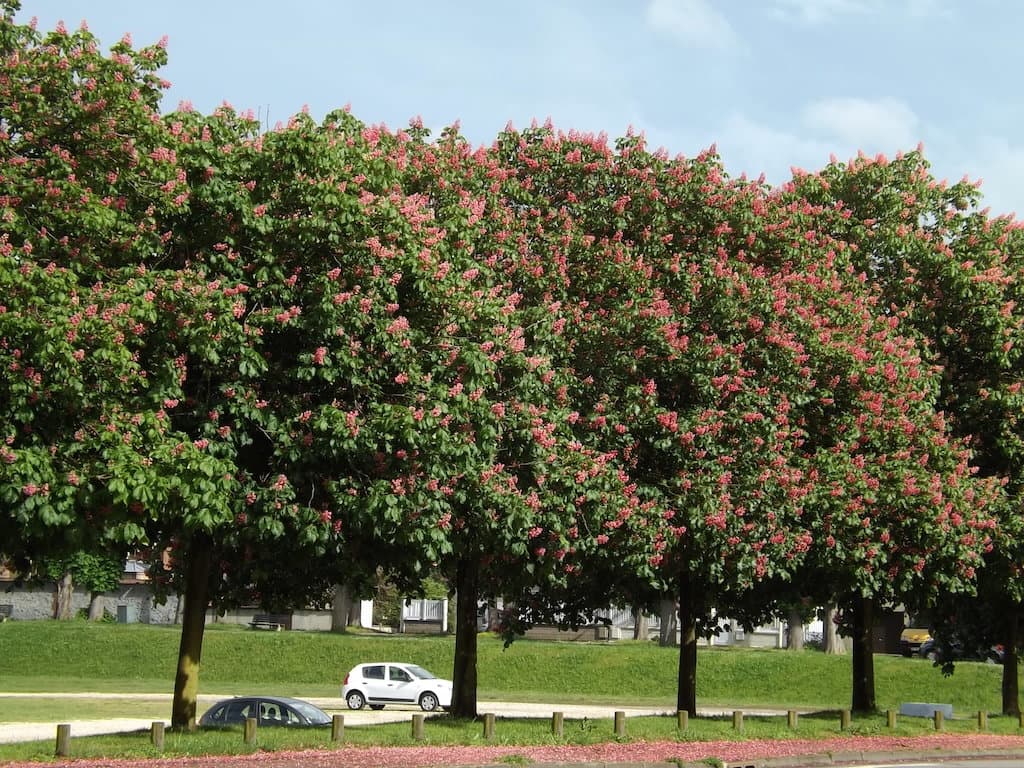 Marronniers aux couleurs de framboise