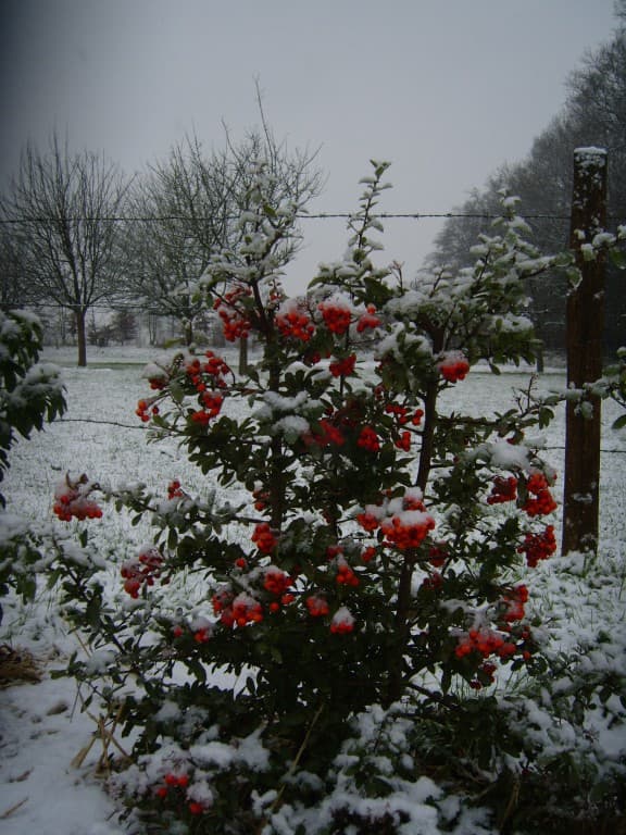 premières neiges