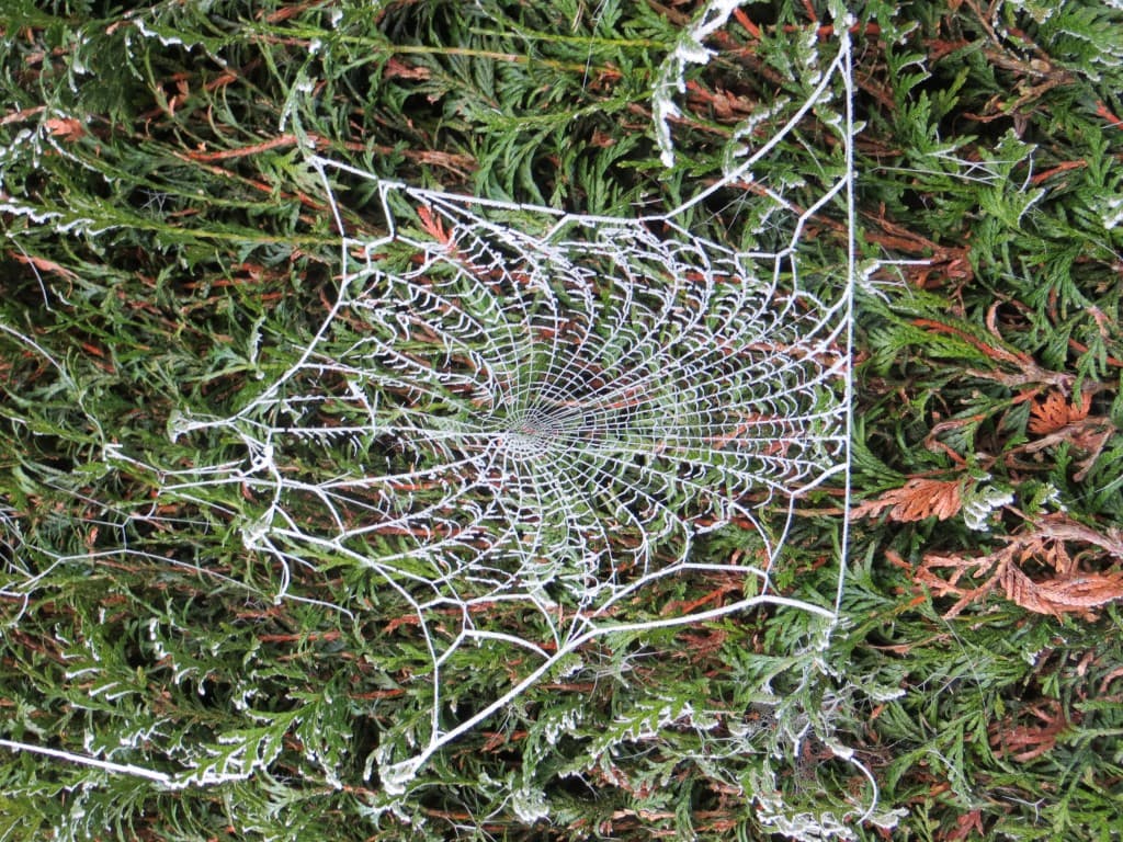 Dentelle de givre