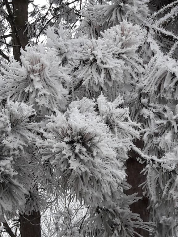 pin magnifié par le givre