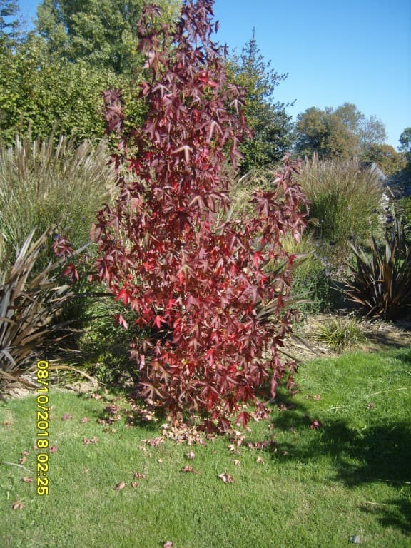 Automne estival: liquidambar flamboyant