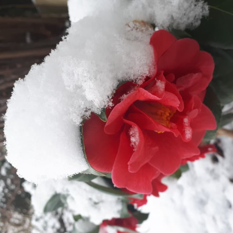 CAMELIA ENNEIGE MARS 2018