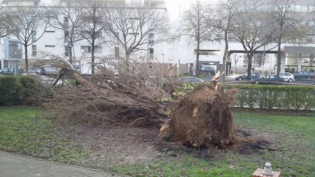 tempete éleonore