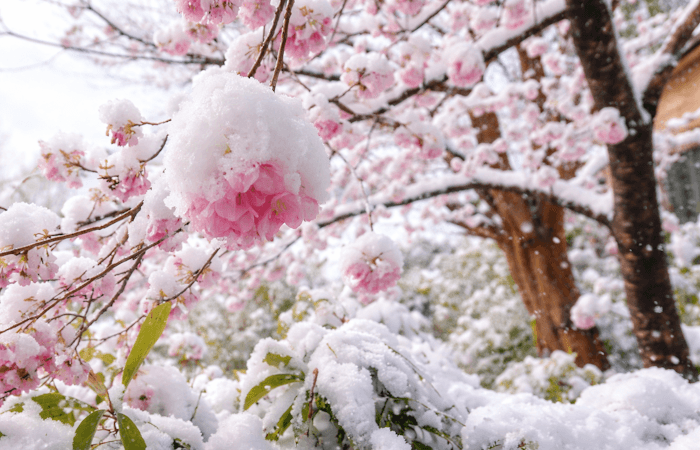 Retour de l'hiver ! De la neige jusqu'en plaine à partir de mercredi ?