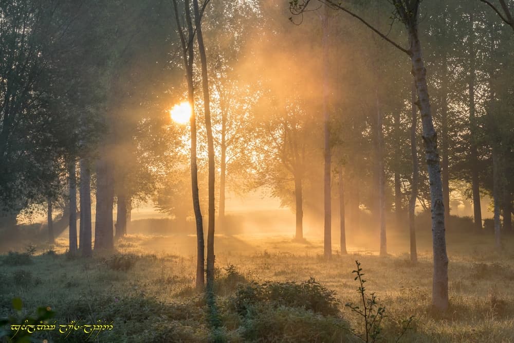 Le feu au bois