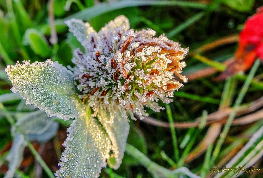 Givre d'automne -II