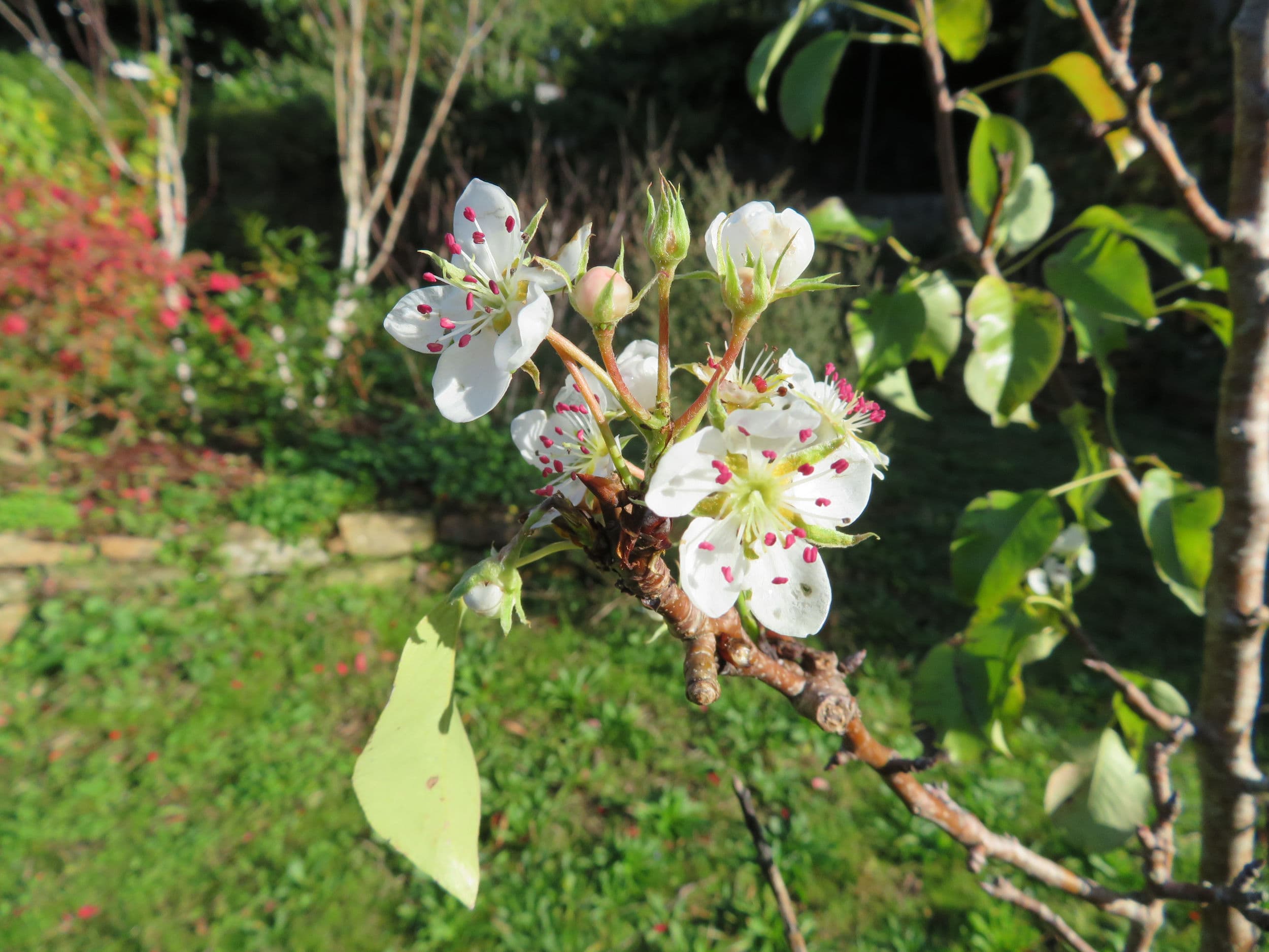 Fleurs de poirier de novembre