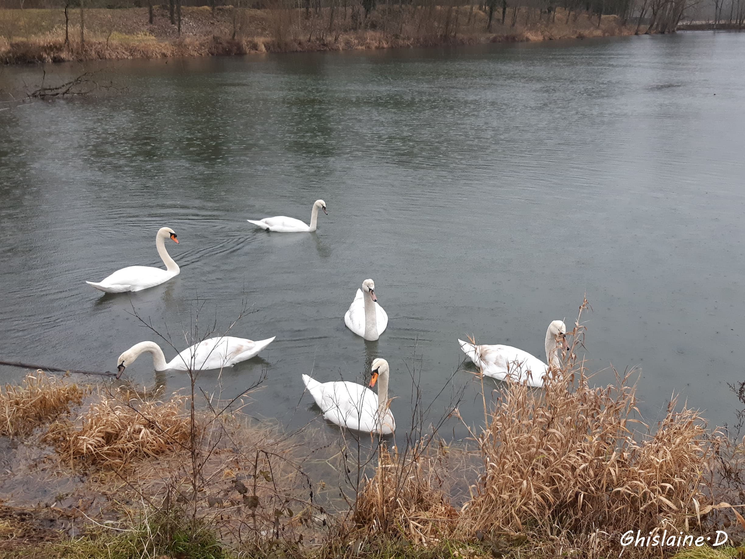 les cygnes sous la pluie au Bois Français