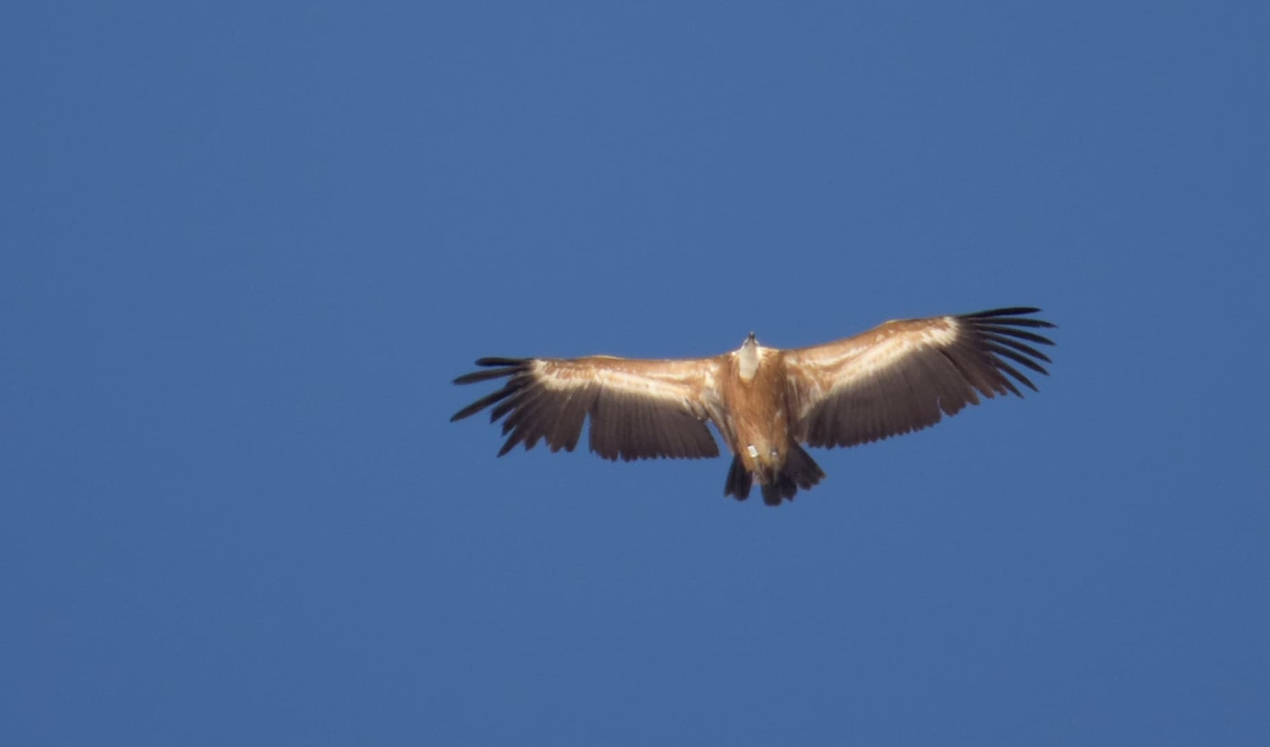 Vautour fauve au Sud de l'agglomeration de Grenoble