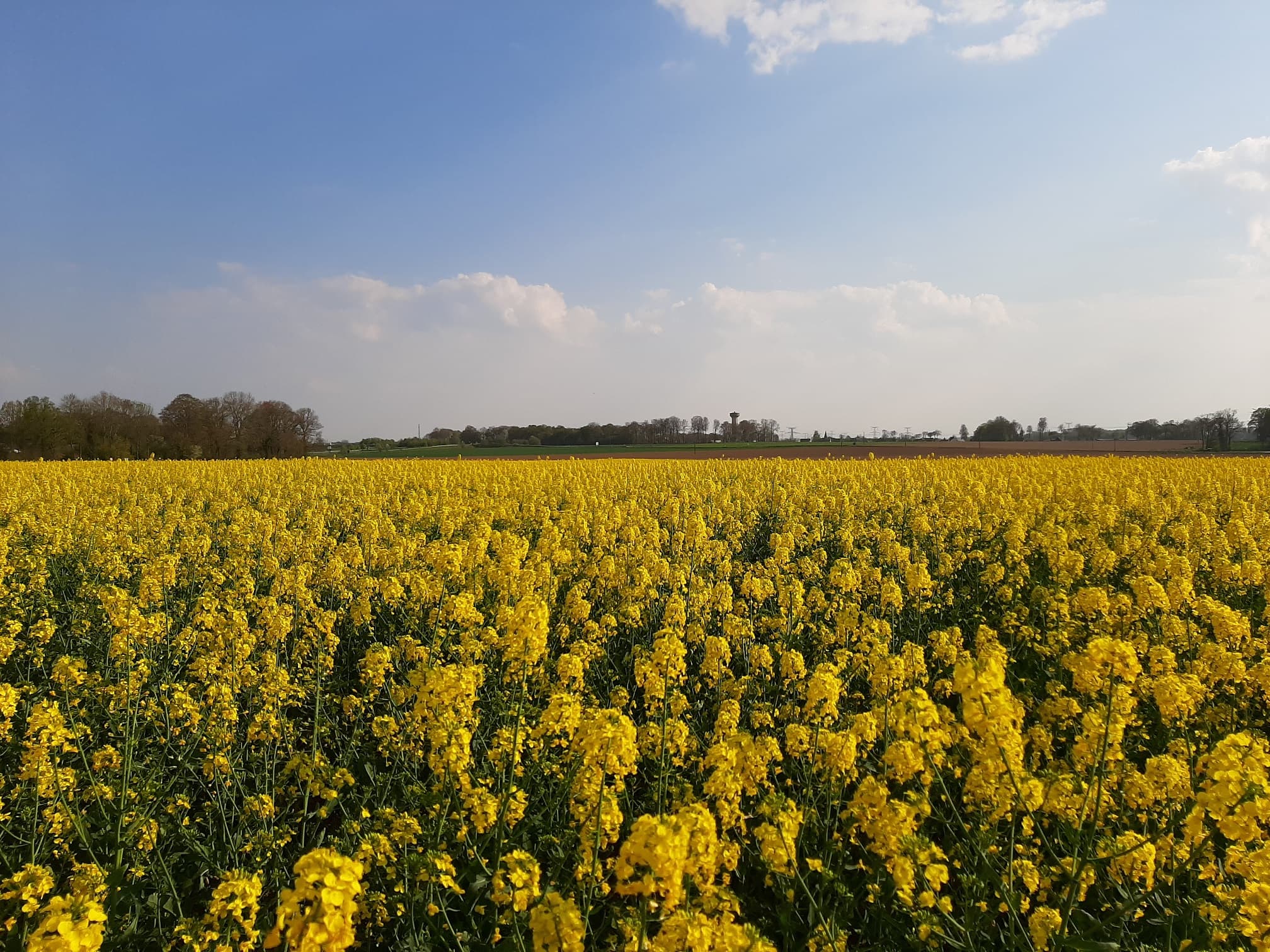 Colza en fleurs confiné dans un champ