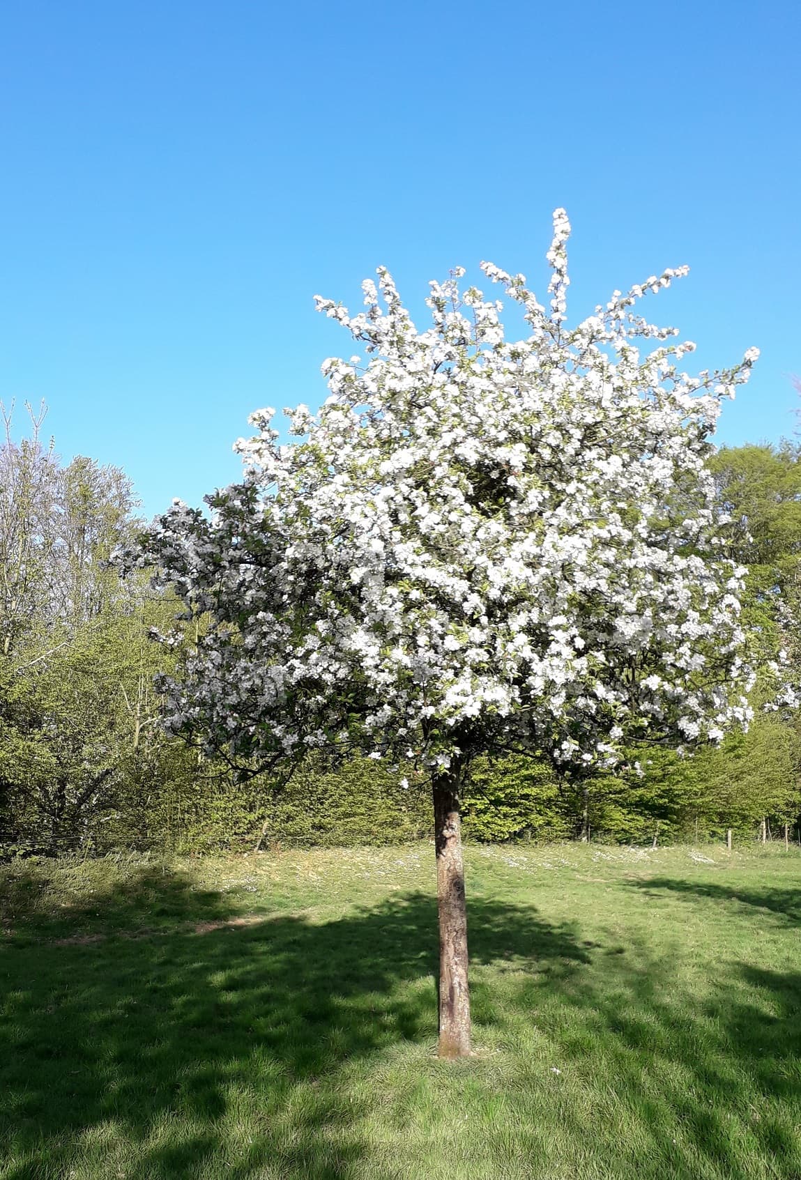 Pommier pollinisateur en fleurs