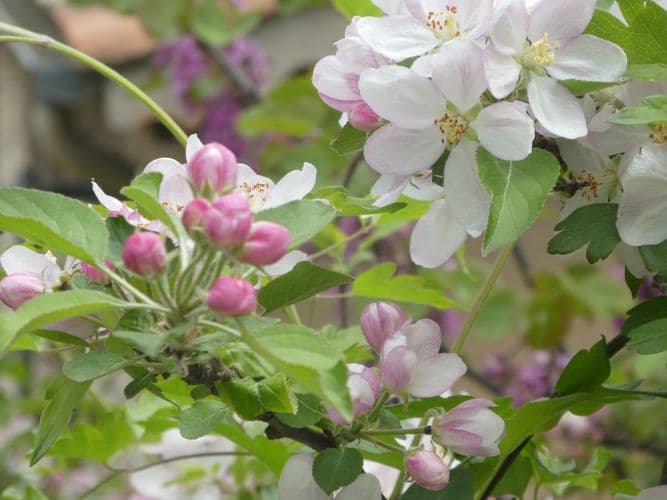 fleurs de pommier