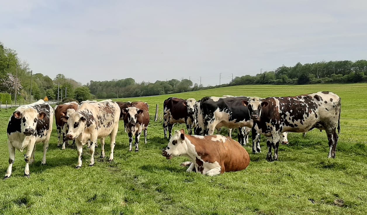 les vaches normandes retrouvent l'herne fraiche