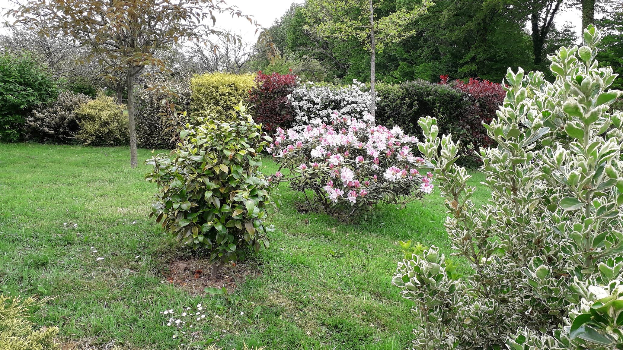 rhododendron en fleurs avant les pluies annoncées