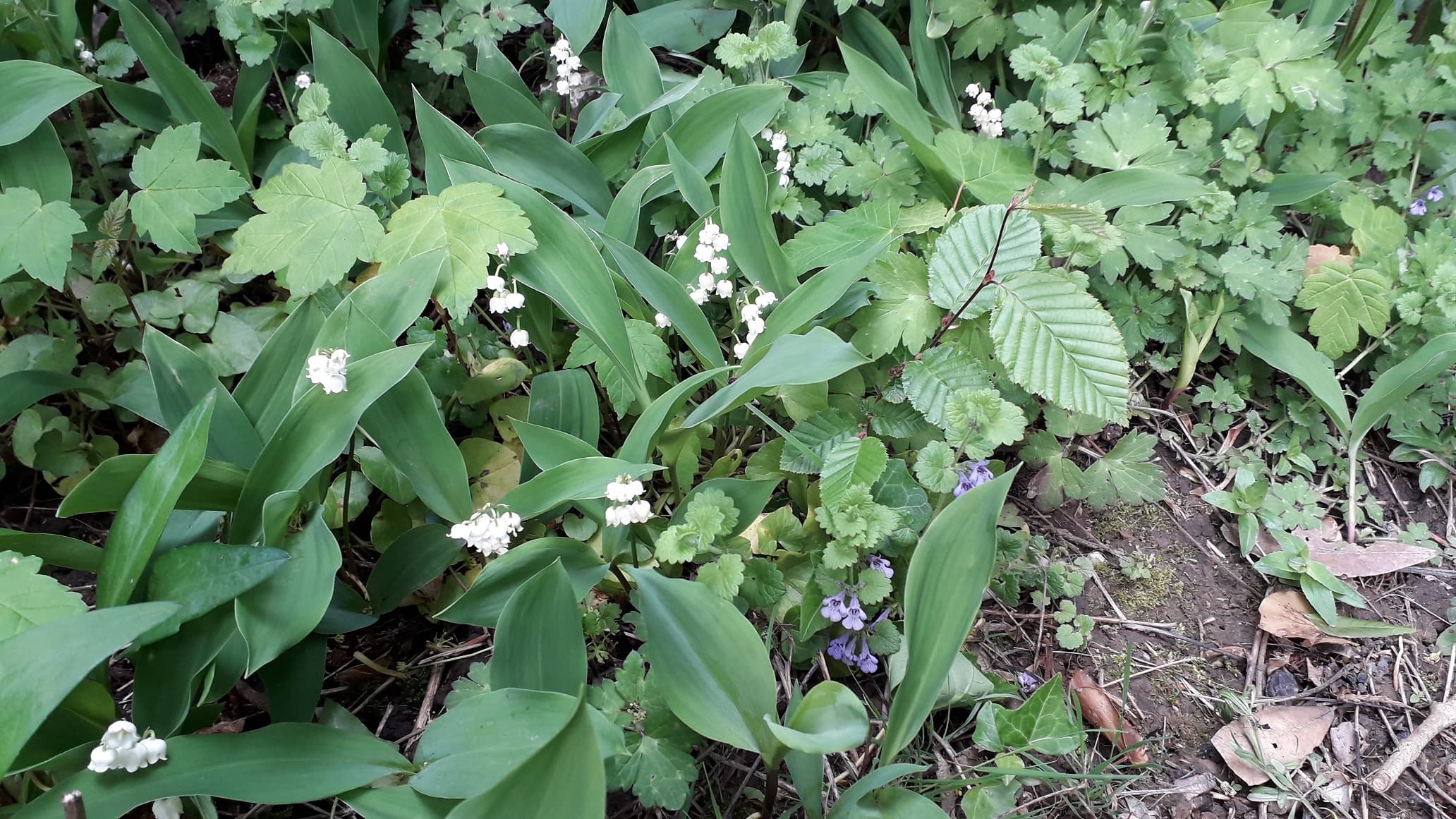 brins de muguet offerts à tous les travailleurs