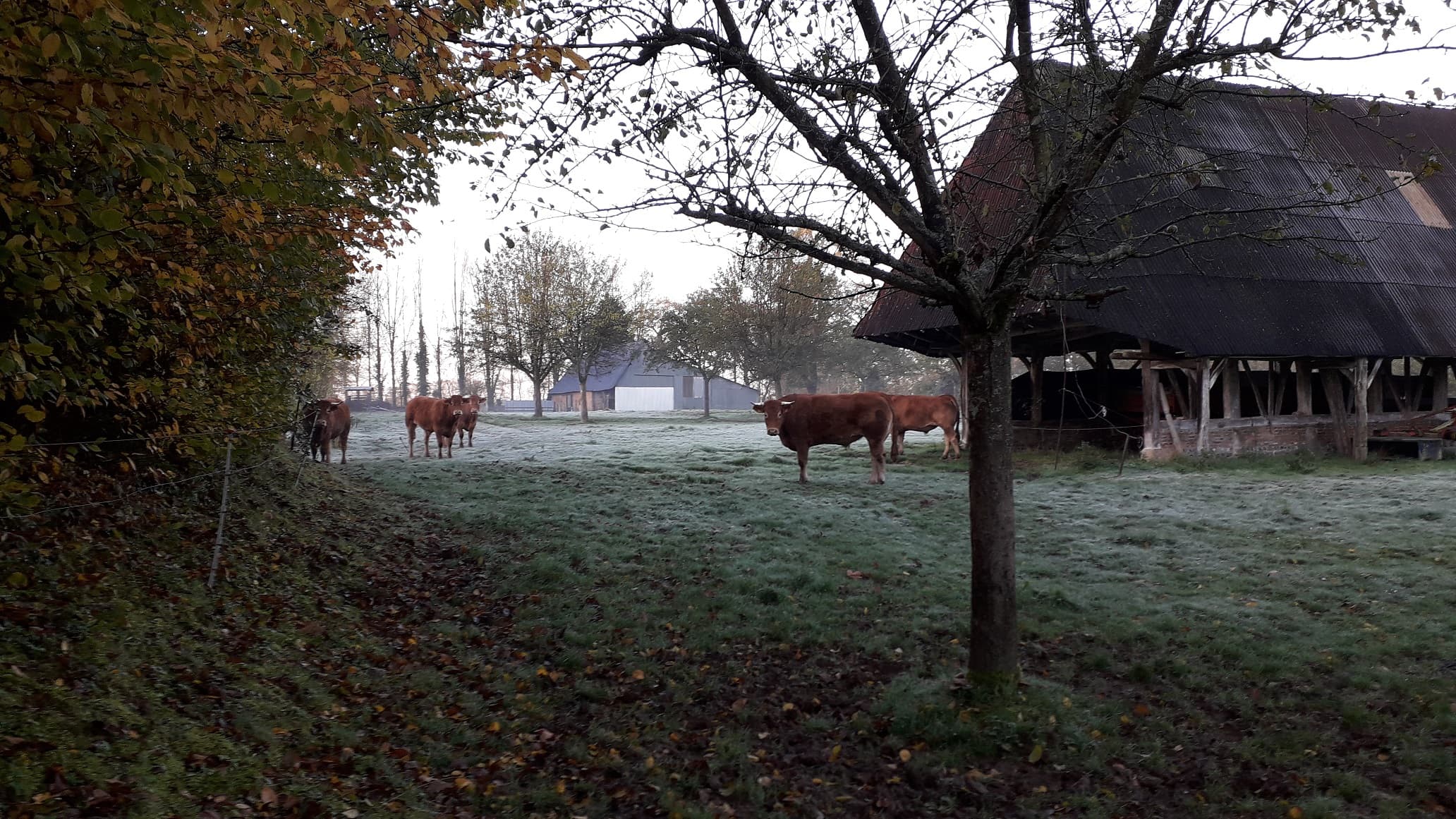 Fraicheur sur la campagne cauchoise