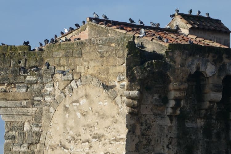 pigeons prenant le soleil sur la toureluco