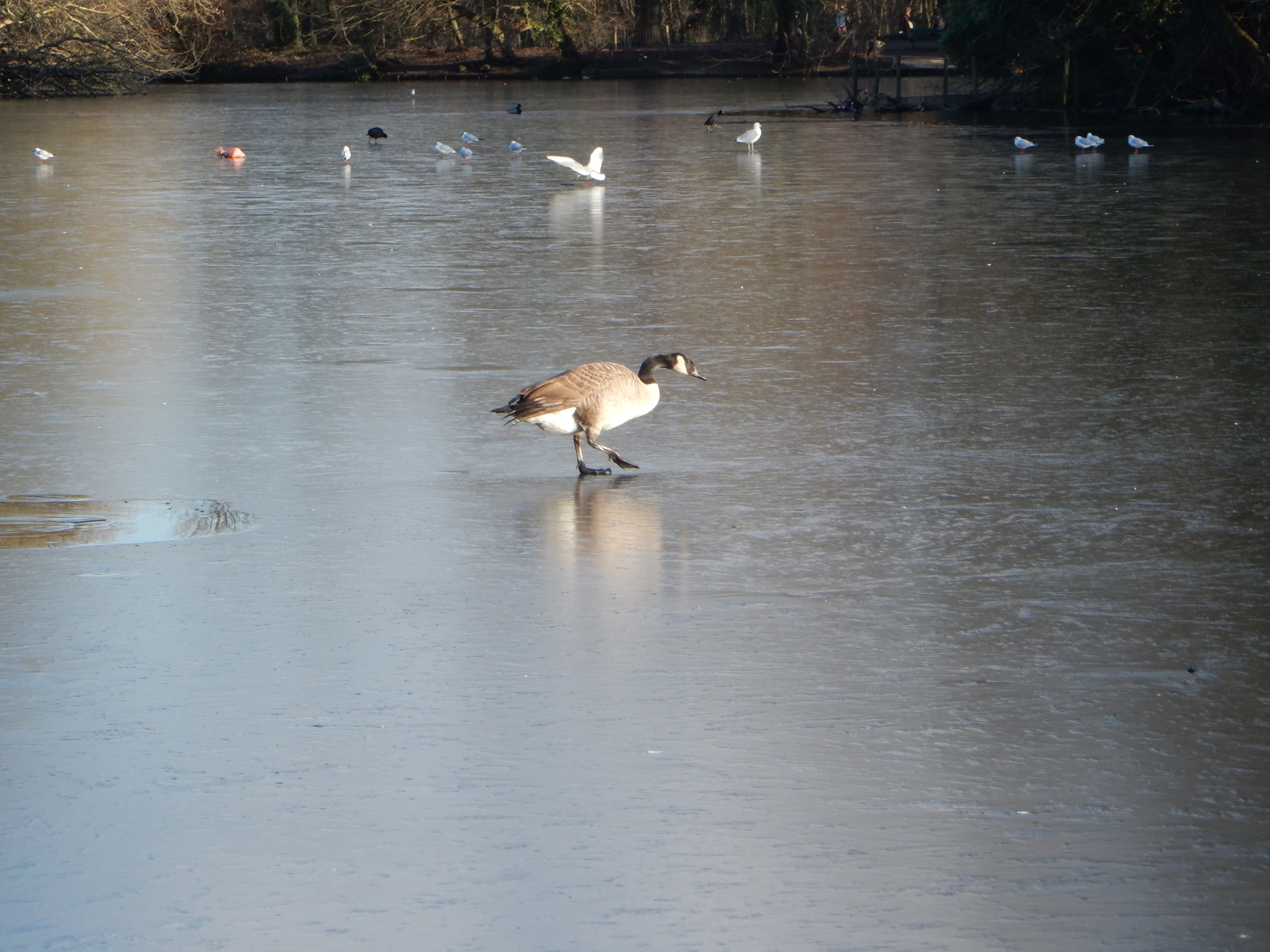 Canard marchant sur la glace