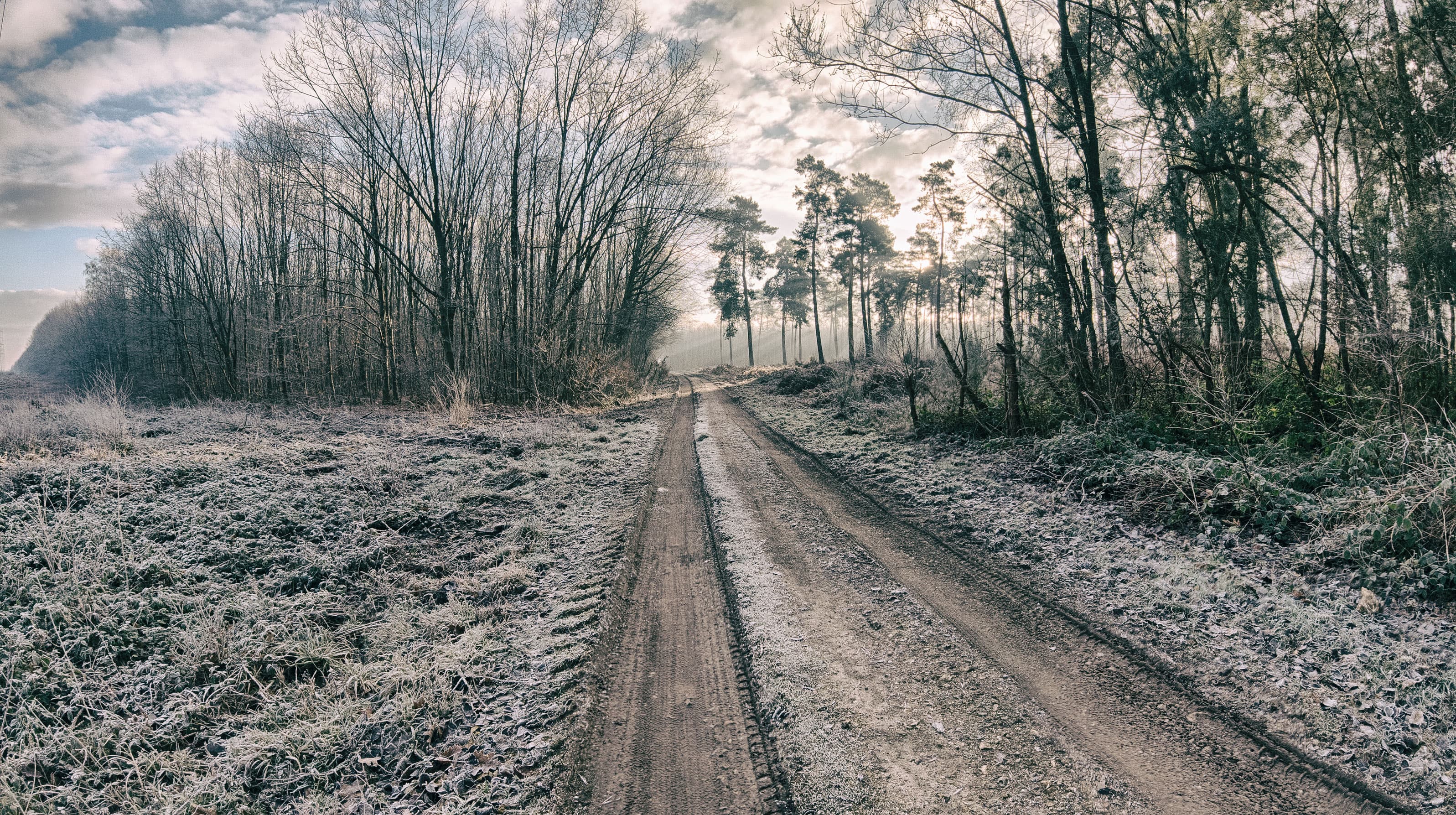 Gelée en forêt du Rouvray