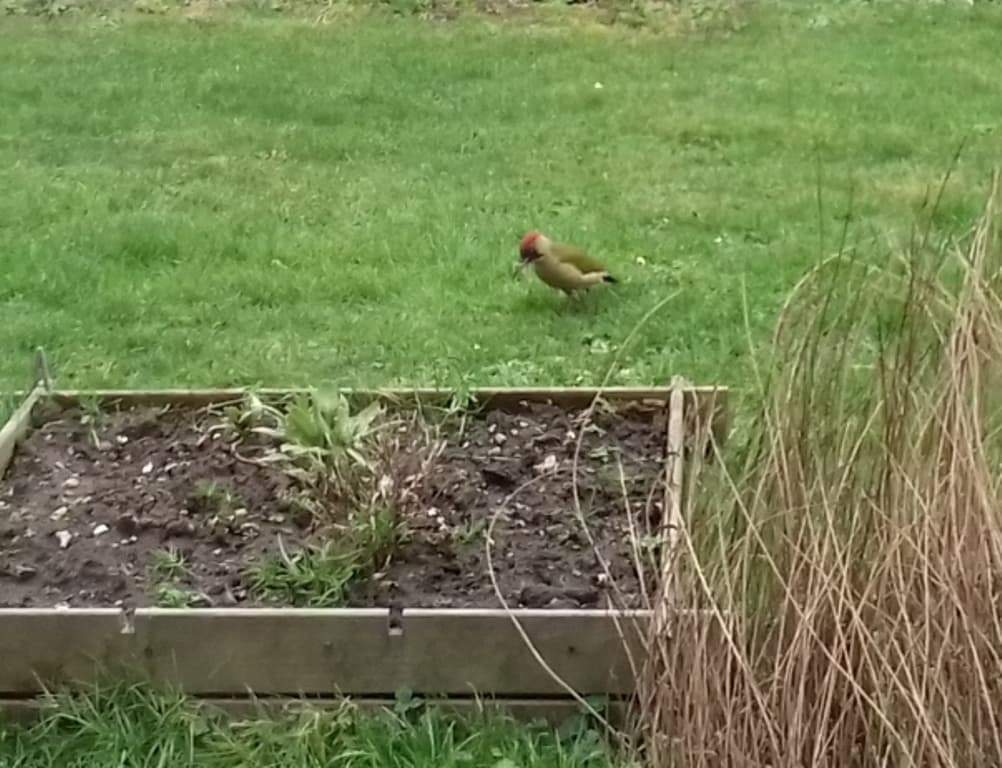 Pivert en visite au jardin