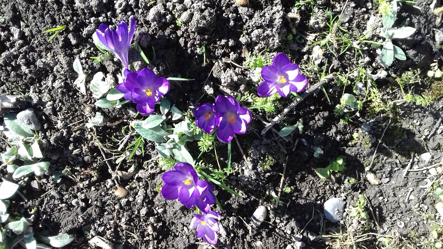 Crocus