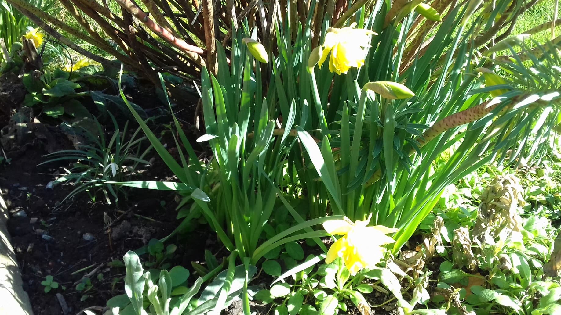 Jonquilles