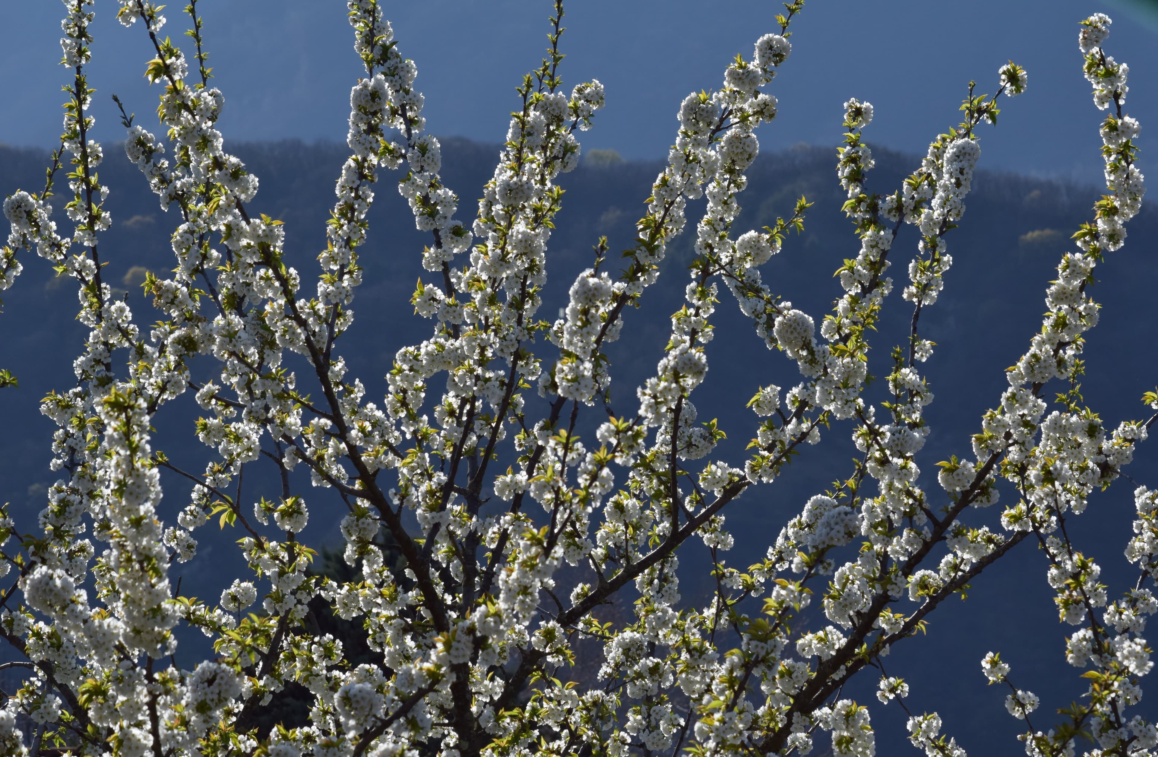 Cerisier en fleur