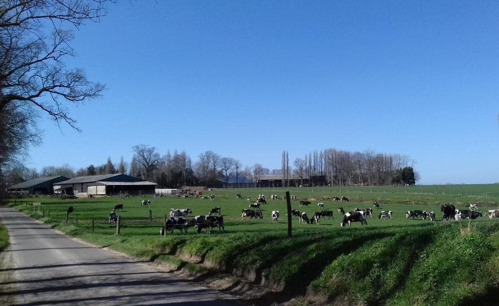 Vaches normandes au pré