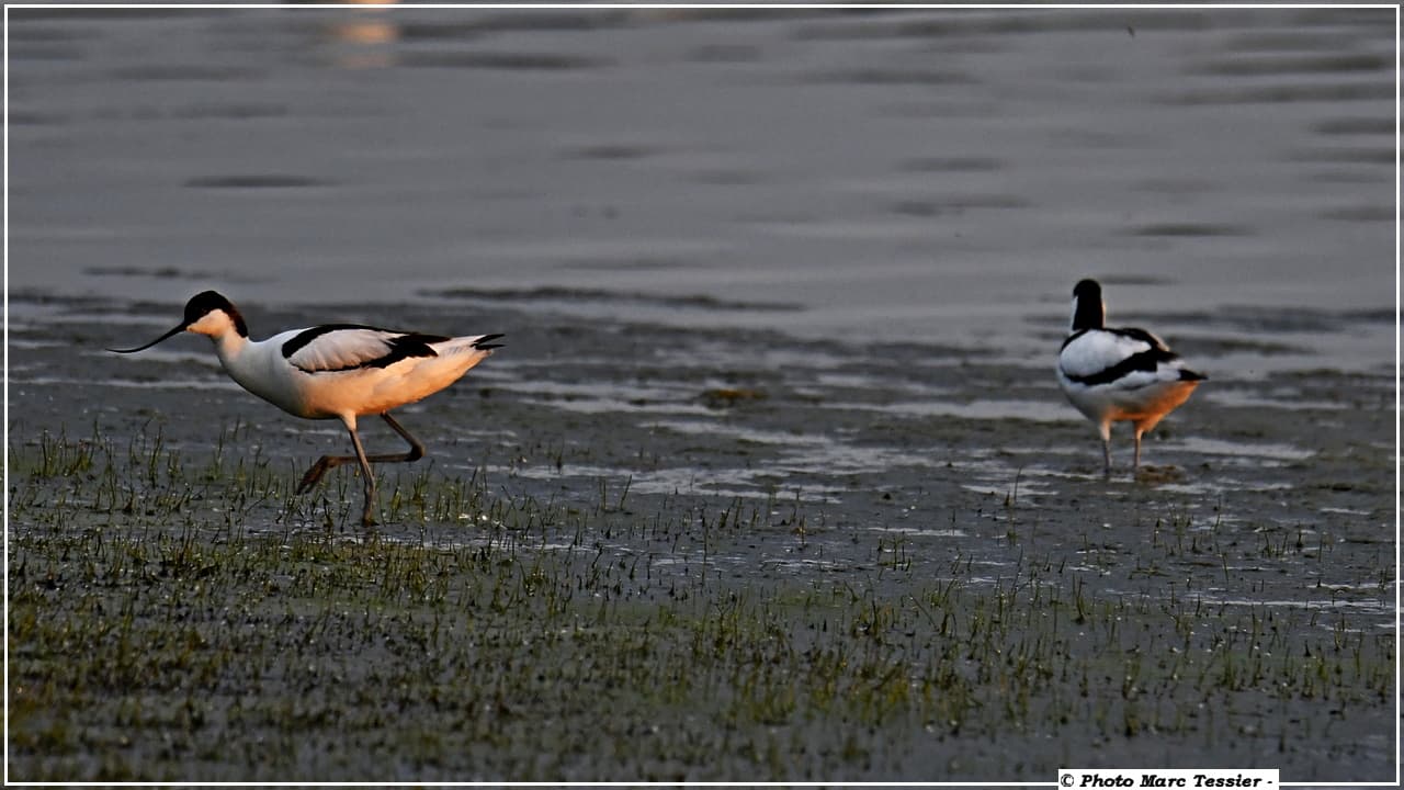 Couple d'avocettes