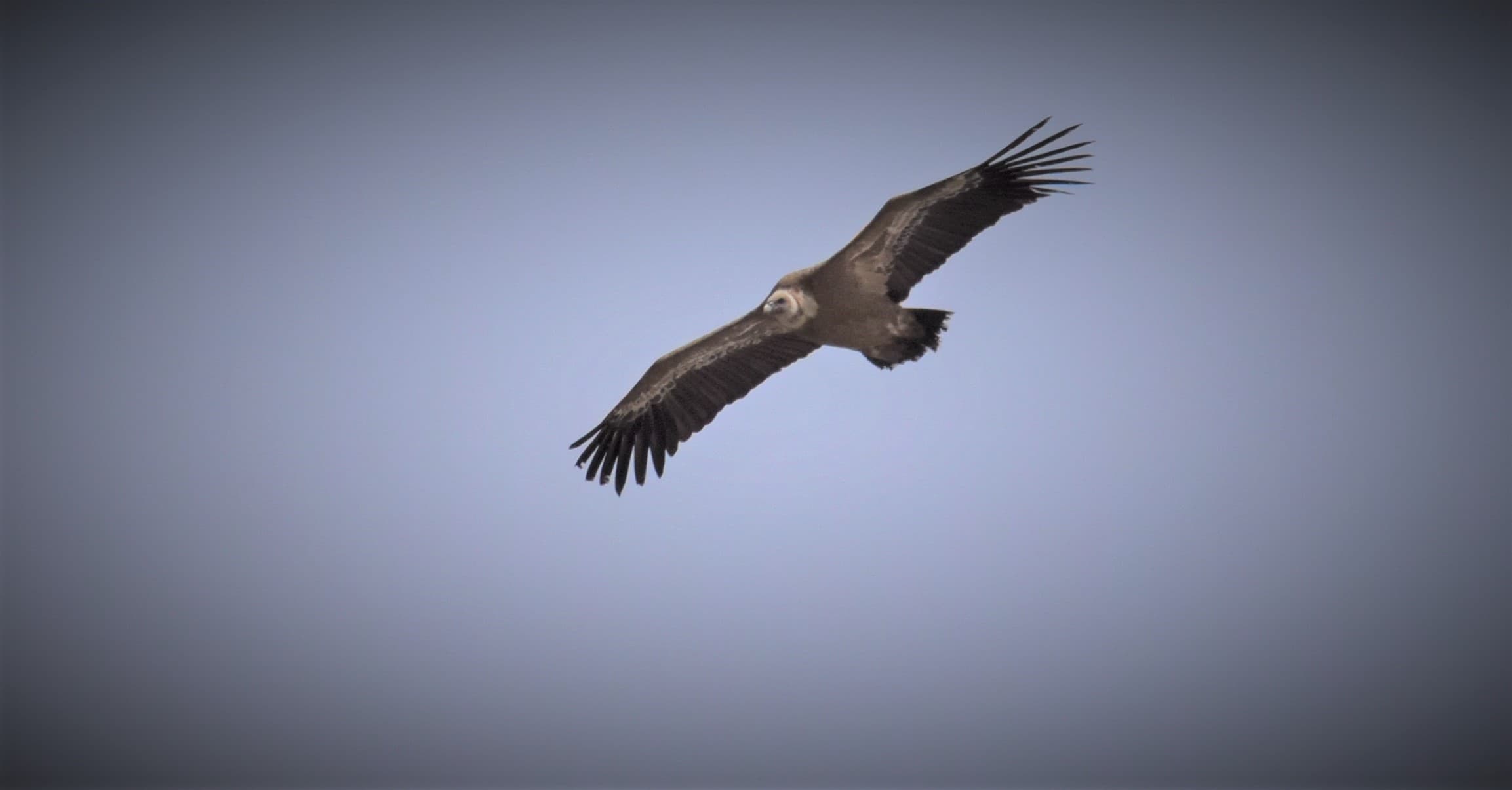 Vautour fauve