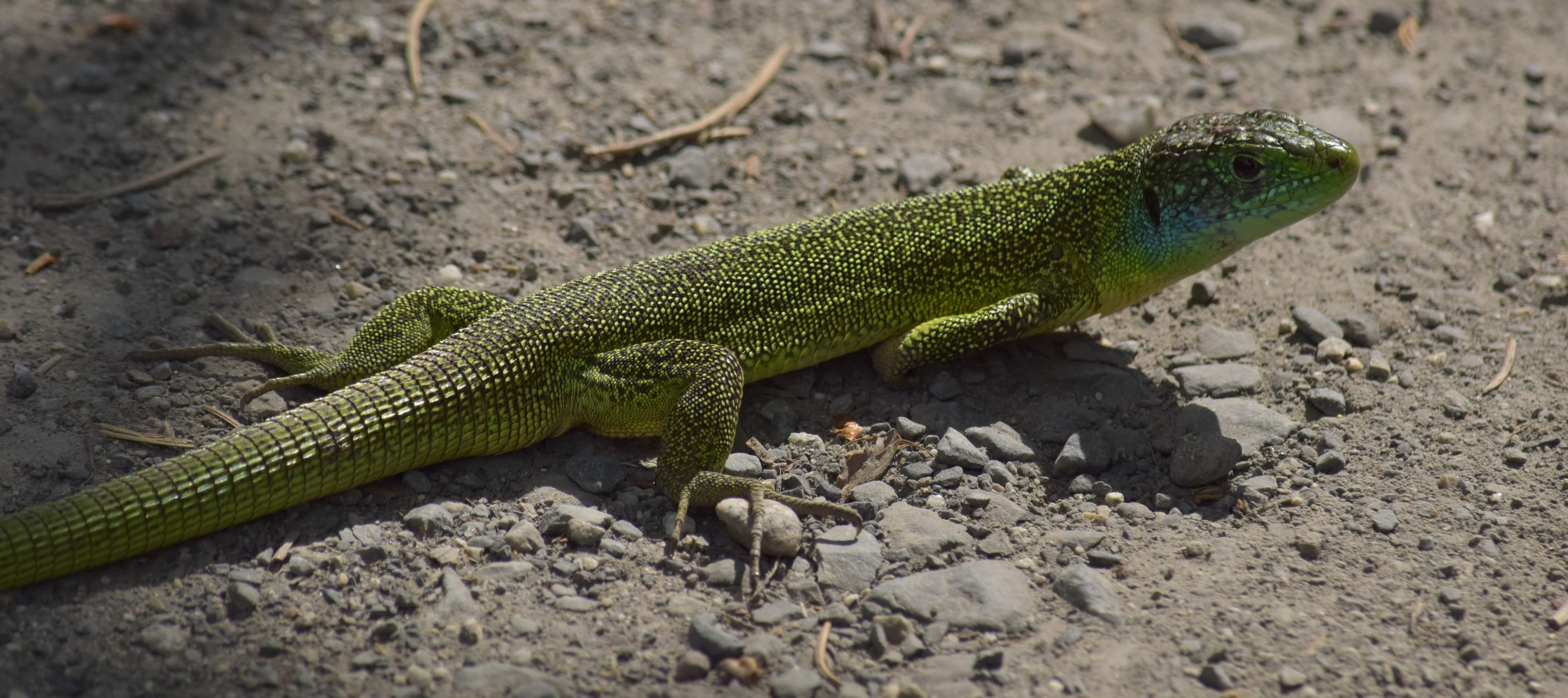 Lézard vert