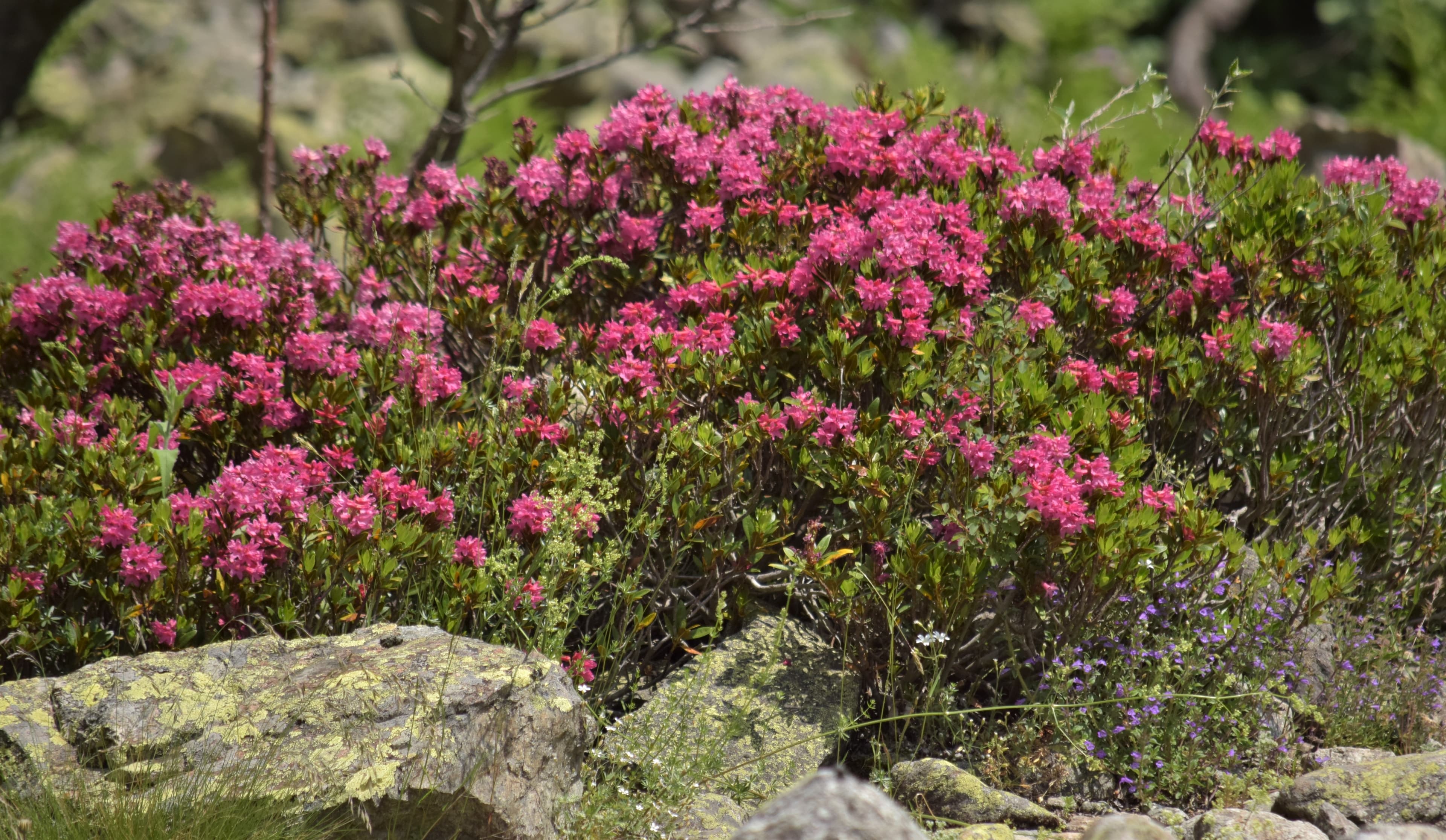 Rhododendrons