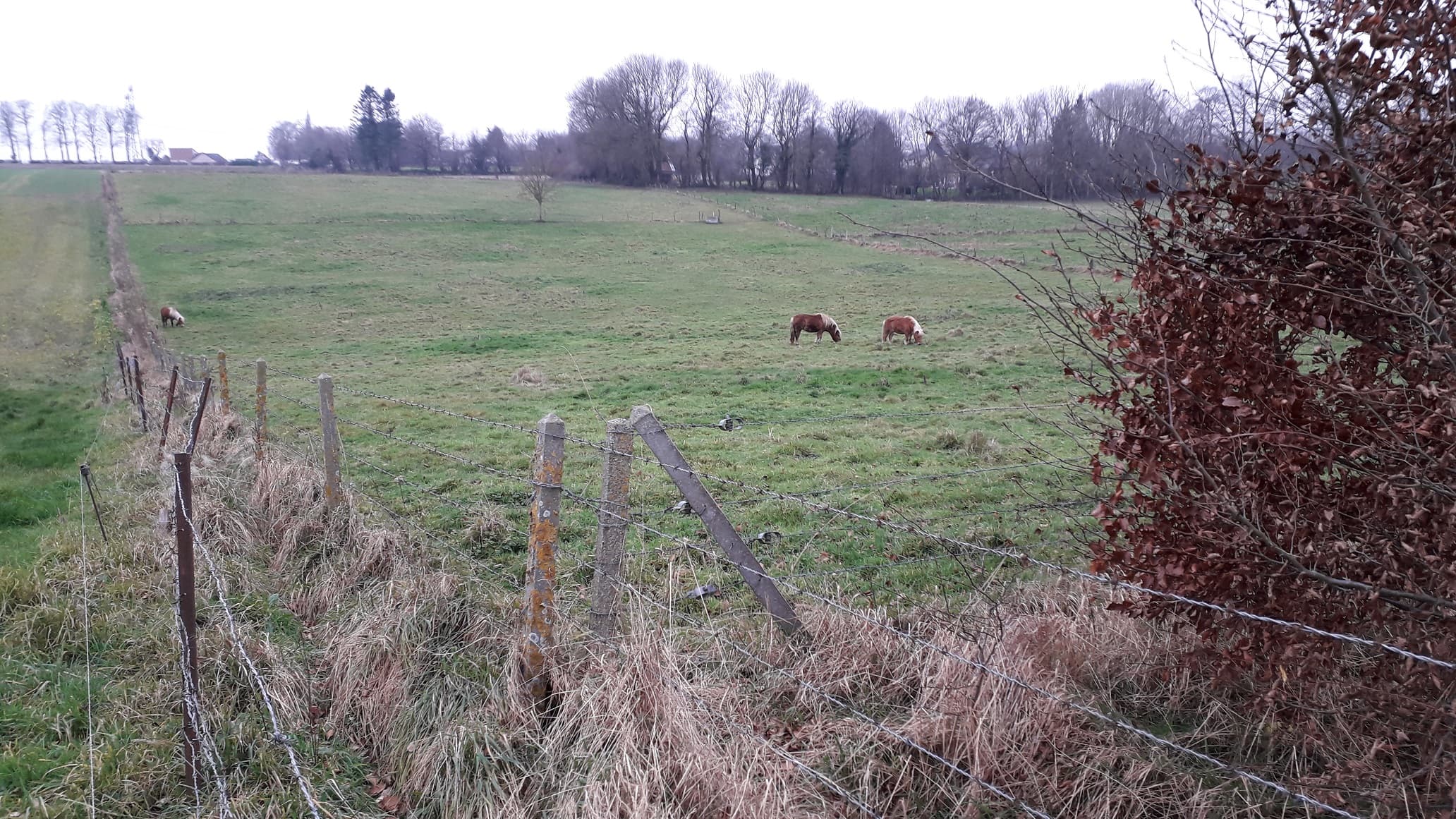 paturage hivernal en Pays de Caux