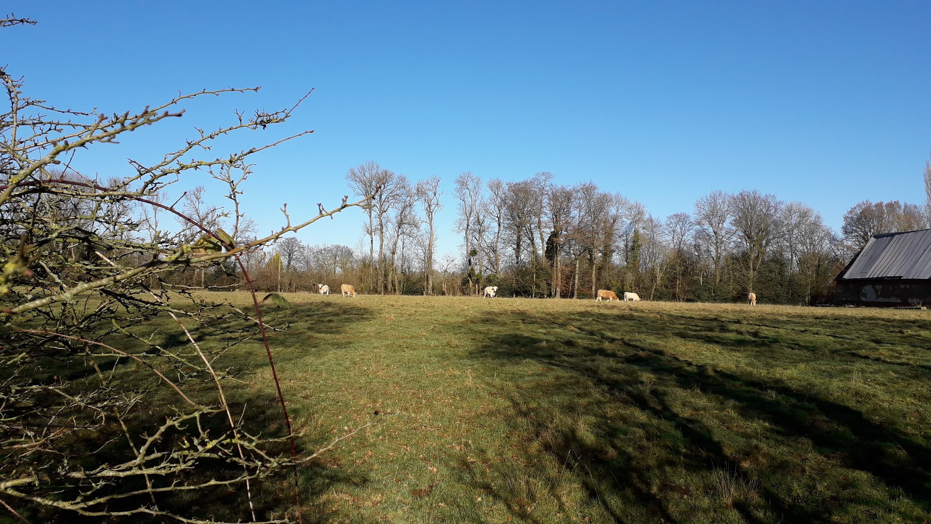 Belle journée hivernale propice au paturage