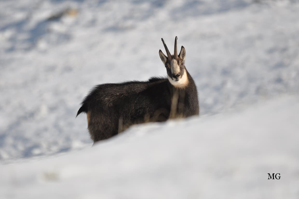 Belle rencontre en altitude !!!