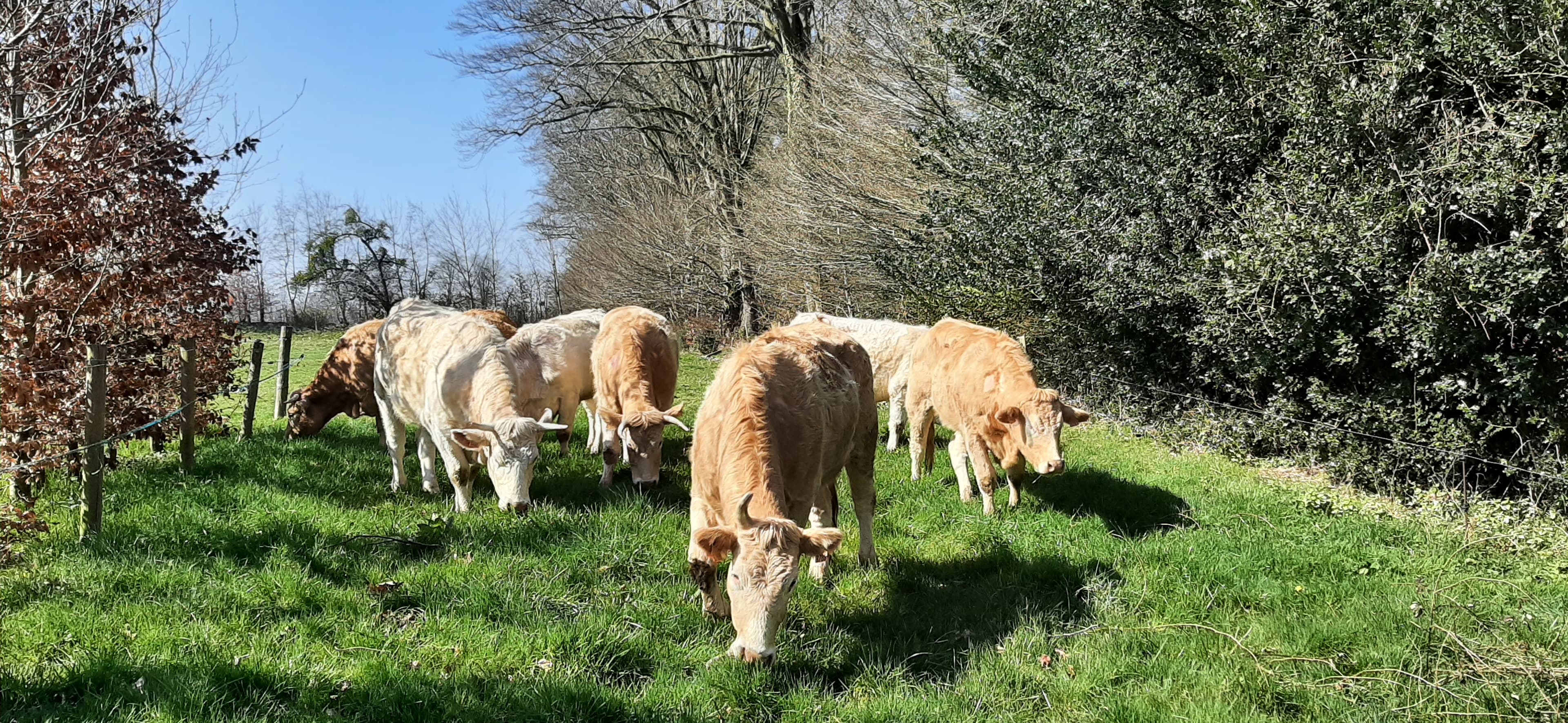 journée printanière et fin du confinement hivernal pour les bovins