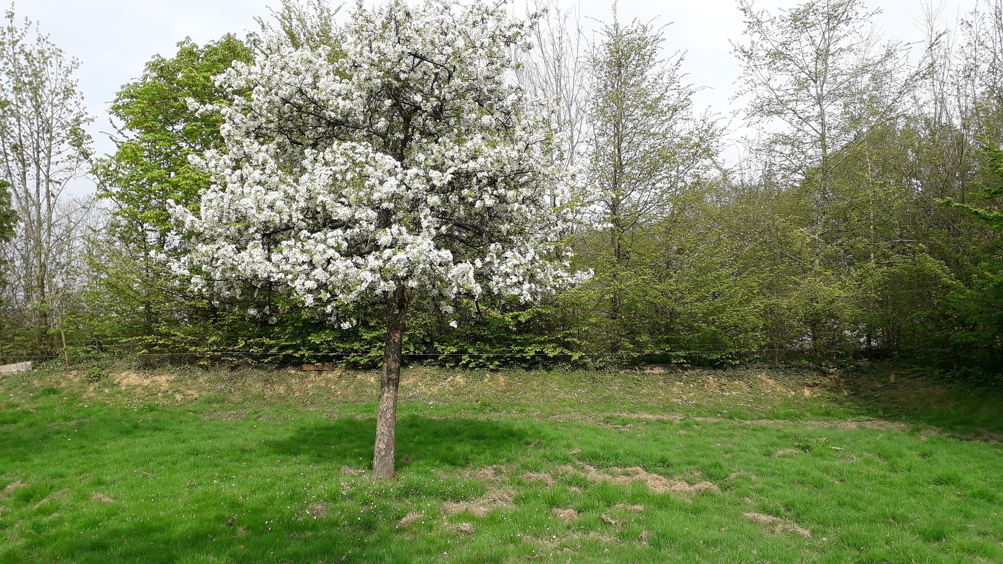 le printemps s'installe dans la cour plantée ,lke pommier est en fleurs